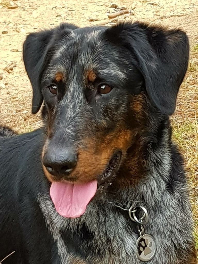 Lady blue Du jardin d'élisée