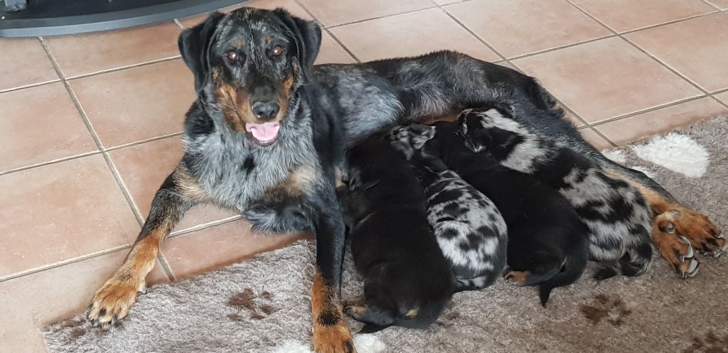 Chiot né à l'élevage