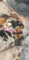 CHIOT