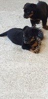 CHIOT