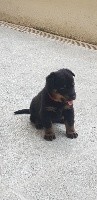 CHIOT