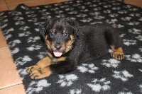 CHIOT