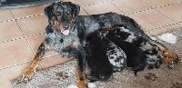 CHIOT
