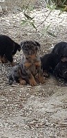 CHIOT